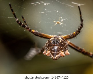 Orb Weaver Spider With Spinneret