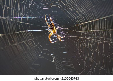 Orb Weaver in Spider Web