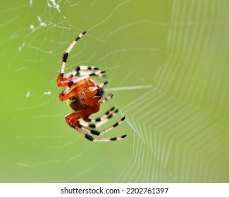 Orb Weaver Spider And Web, Catching Insects By A River In Late Summer, Days Before The Fall Equinox.  