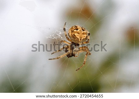 Orb weaver spider in a web in Cotacachi, Ecuador
