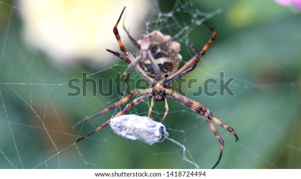 Orb Weaver Spider Web Tiny Mate Stock Photo Edit Now 1418724494