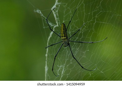 Orb Weaving Spider in the Philippines