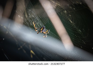 Orb Web Spider Repairing The Net After A Storm