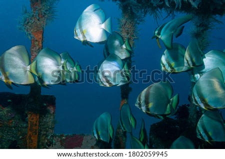 Orbicular batfish, circular batfish, or orbic batfish (Platax orbicularis) Mindoro, Philippines