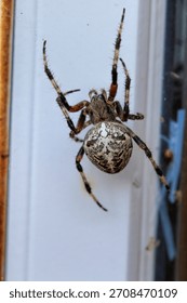 An orb-weaver spider suspends on its web near a windowframe