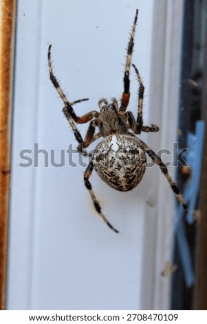 An orb-weaver spider suspends on its web near a windowframe