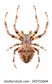 Orb-weaving spider Araneus angulatus male, isolated on white background, dorsal view