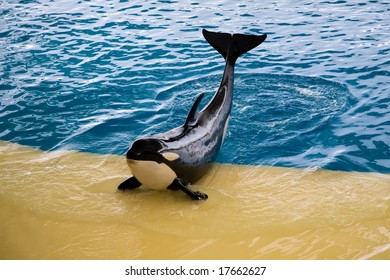 Orca