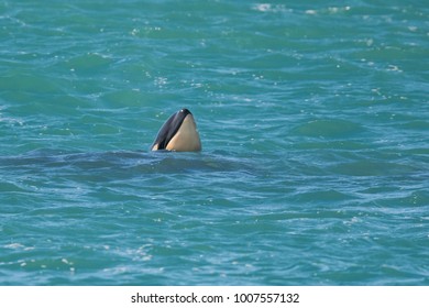 Orca Whale And Baby Stock Photos Images Photography Shutterstock