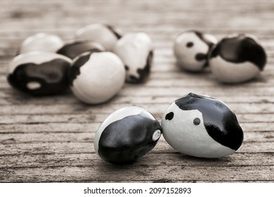 Orca or Calypso Beans, black and white heritage beans or Yin yang beans receive their name from their black and white coloring. Unusual vegetable.