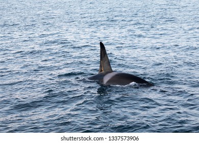 Orca in the clear waters of the Northern Norwegian fjords - Shutterstock ID 1337573906