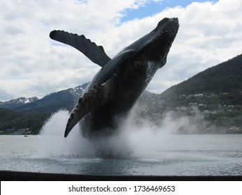 Orca Coming Up For Air In Juneau Alaska