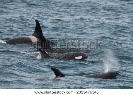 An orca family swimming along icy strait, alaska.