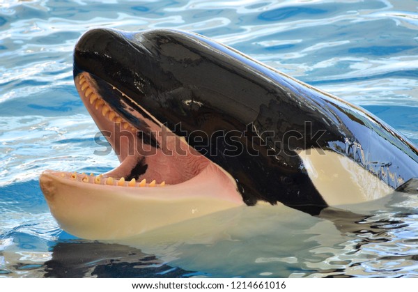 Orca Killer Whale Cetacea\
Ocean