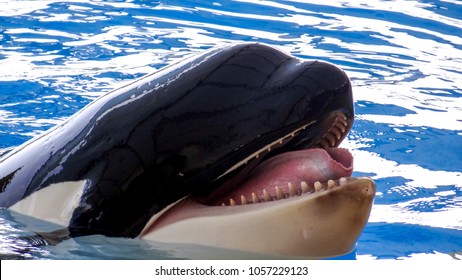 Orca, Killer Whale, Face Of Orca, Big Tongue