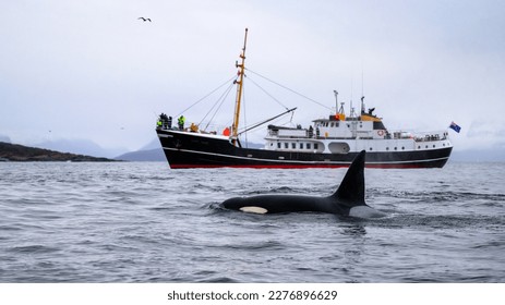 Ballena asesina de orca (orcinus orca) vista en ballenas fuera de Skjervøy, Tromsø, Noruega