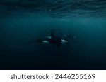 Orca (killer whale) swimming in the dark blue waters near Tromso, Norway.