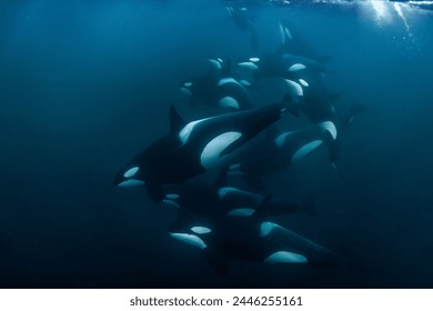 Orca (killer whale) swimming in the dark blue waters near Tromso, Norway.