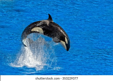 Orca Killer Whale While Jumping Outside The Water