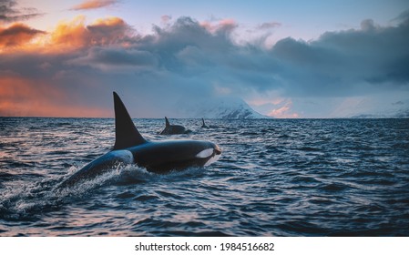 Orca Killerwhale viajando sobre el agua del océano con la puesta de sol de los Fiordos de Noruega sobre el fondo del invierno