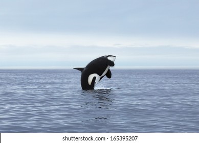 Orca Making High Jump, Kamchatka, Northwest Pacific