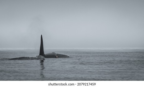 Orca In The Misty Ocean