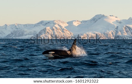 Orca (Orcinus / cetacean / killer whale)  shows his head and fin in the fjords of the lofoten in norway during whale watching