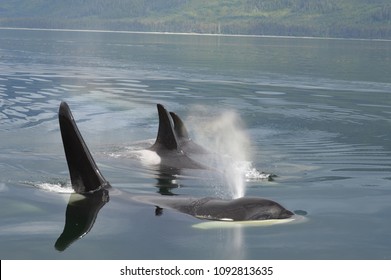 Orca Pod Breath. Peril Straight, Alaska