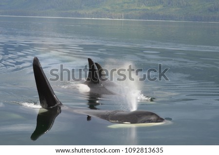 Orca pod breath. Peril Straight, Alaska