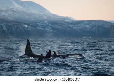 Orca Pod, One Male And Few Female And Juveniles Out On The Sea, Norway