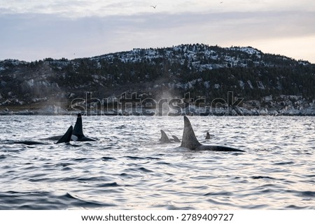 Orca pod surfacing in Arctic waters near Alta Norway