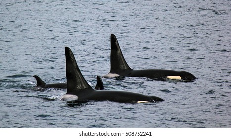 Orca pod swimming in the ocean side shot