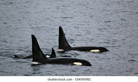 Orca pod swimming on the surface