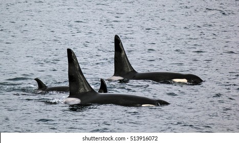 Orca pod swimming together in the ocean