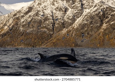 Orca powering through waves below Arctic cliffs