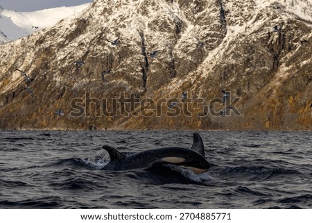 Orca powering through waves below Arctic cliffs