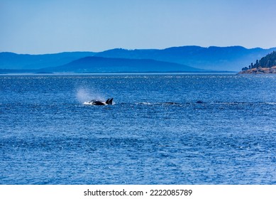 Orca In The San Juan Islands Of Washington