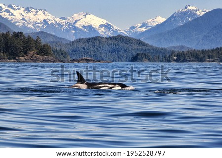 Orca spotted while whale watching in Tofino, Vancouver Island, mountains in the background