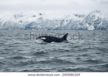 Orca swimming in Skjervoy, Norway