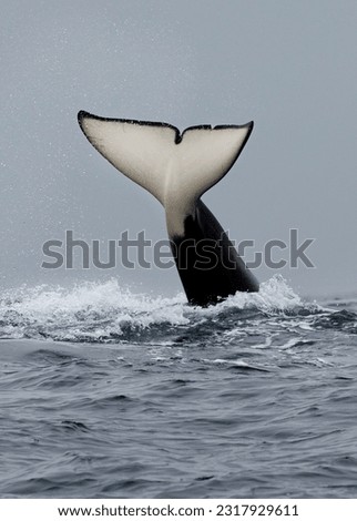 An orca throws up her fluke during a gathering of 24 family members in Monterey, California. 