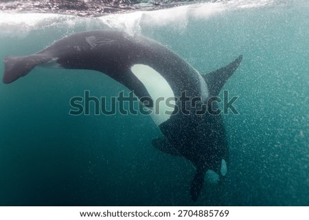 Orca twisting gracefully beneath Arctic waters