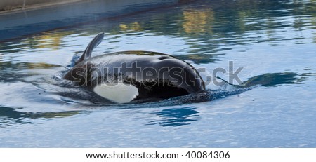 orca whale