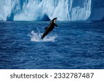 An Orca whale jumping off the sea surface