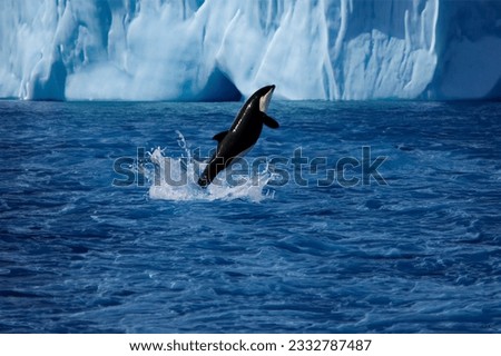 An Orca whale jumping off the sea surface