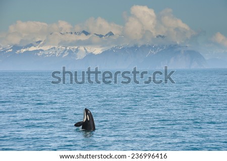 Orca Whale jumping in Resurrection Bay, Kenai Fjord in Alaska