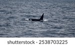 Orca whale in the Puget Sound