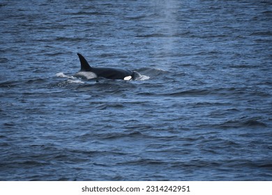 Ballena orca en Puget Sound a las afueras de Seattle