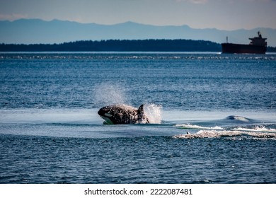 An Orca Whale Surfaces For Air With A Supertanker In The Background Near The San Juan Islands Of Washington.