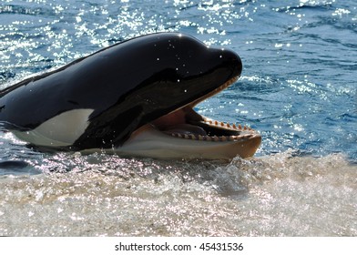 440 Orca eating Images, Stock Photos & Vectors | Shutterstock