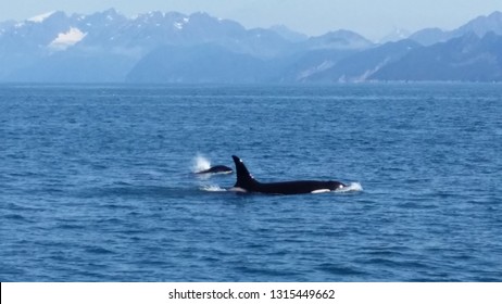 Orca Whales Alaska